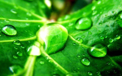 (高中生物教學論文)現代教育技術與高中生物教學深度融合的實踐與研究