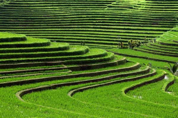 農(nóng)業(yè)論文發(fā)表 農(nóng)業(yè)論文發(fā)表